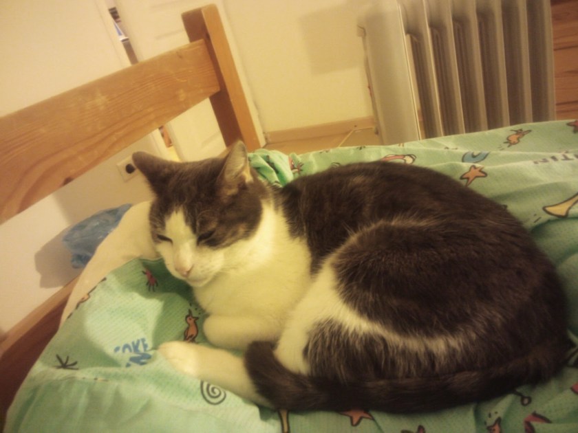 chat gris et blanc allongé  sur un lit