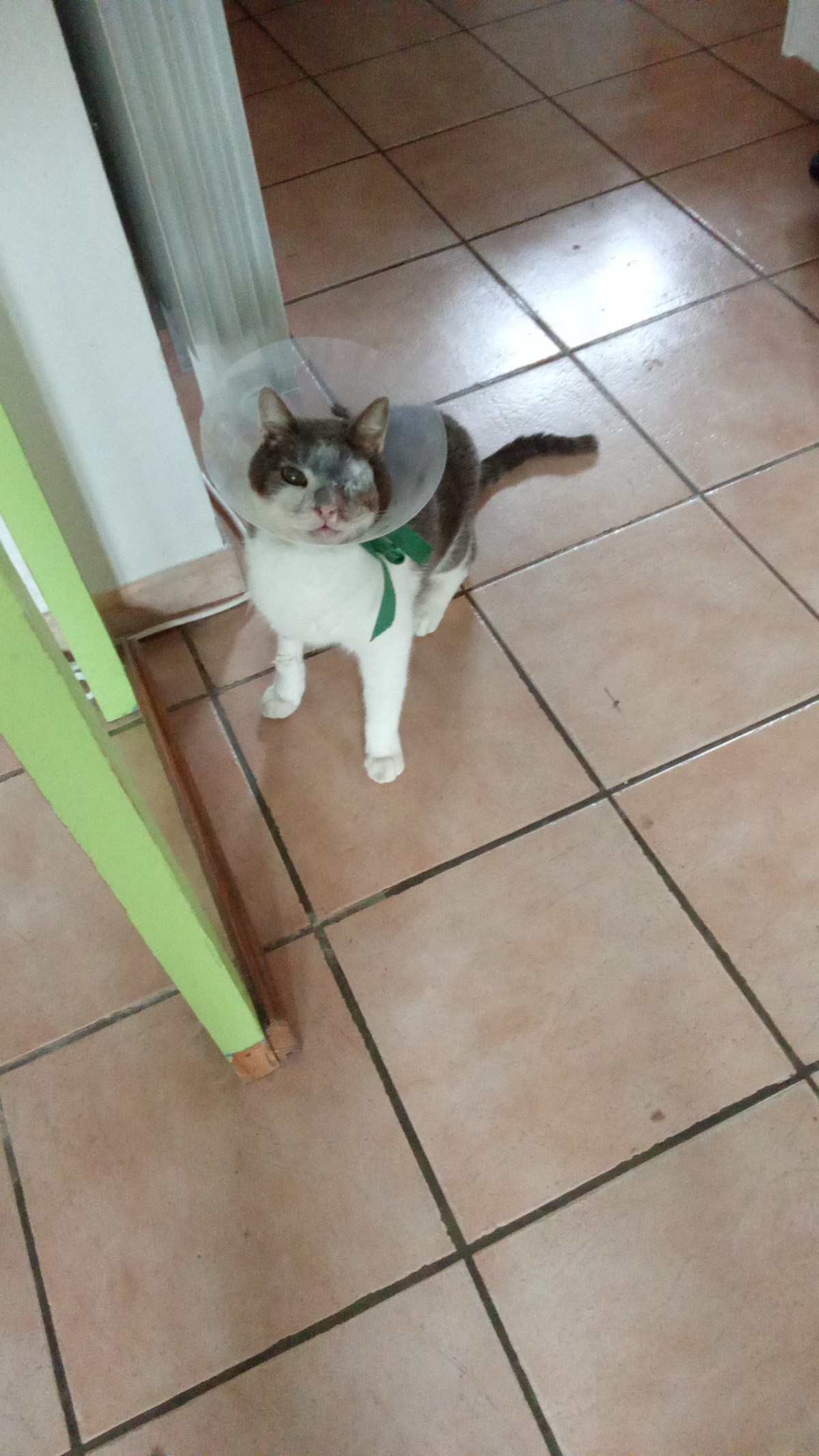 Lettre à mon chat : une nouvelle&nbsp;vie